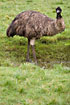Emu (captive animal)