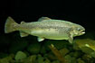 Rainbow trout (captive animal)