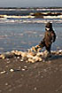 Boy playing on the beach in foam from the algae - Phaeocystis