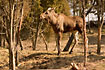 Two year old moose - female (captive animal)