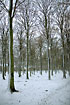 Winter landscape - beech forest at Klarskovgaard, Korsr