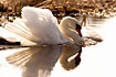 Photo ofMute Swan (Cygnus olor). Photographer: 