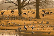 Common cranes at Lake Hornborga