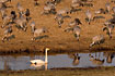 Common cranes and a single swan at Lake Hornborga