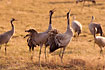 Common cranes dansing at Lake Hornborga