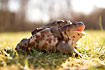 Common toad mating in early spring