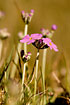 Photo ofBird`s-eye Primrose (Primula farinosa). Photographer: 