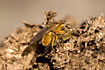 Yellow dung flies mating