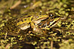 Edible frog mating
