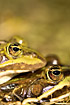 Edible frog mating