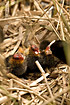 Common Coot feeding chicks 