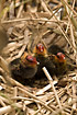 Chicks of Common Coot