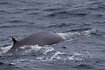 Fin Whale in the North Atlantic