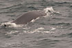 Photo ofFin Whale (Balaenoptera physalis). Photographer: 