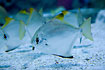 Diamond Moonfish (captive animal)