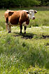 Cow on meadow