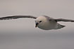 Northern Fulmar in the air