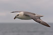 Norther Fulmar in the air