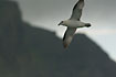 Northern Fulmar in the air