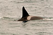 Killerwhale (young male)