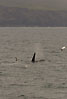 Photo ofKillerwhale (Orcinus orca). Photographer: 
