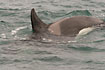Foto af Spkhugger (Orcinus orca). Fotograf: 