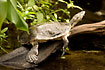 Hilaires Side-necked Turtle (captive animal)