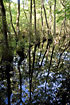 Swamp of alder
