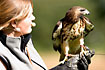 Falkoner with Red-tailed Hawk (captive animal)