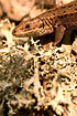 Photo ofCommon Lizard (Lacerta vivipara). Photographer: 