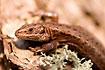 Photo ofCommon Lizard (Lacerta vivipara). Photographer: 