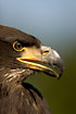 Young Bald Eagle (Captive animal)