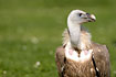 Griffon Vulture (captive animal)