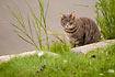 Photo ofCat (Felis catus). Photographer: 