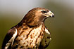 Red-tailed Hawk (captive animal)