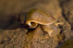 Great pond snail on the surface taking in air

