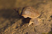 Photo ofGreat pond snail (Lymnaea stagnalis). Photographer: 