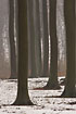 Beech forest in snow