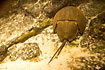 Atlantic Horseshoe Crab (captive animal)