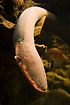 Electric eel (captive animal)