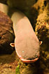 Electric eel (captive animal)