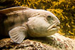 Photo ofWolf Fish or Catfish (Anarhichas lupus). Photographer: 