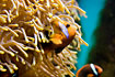 Photo ofTomato Clownfish (Amphiprion frenatus). Photographer: 