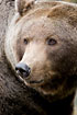 Brown Bear (captive animal)