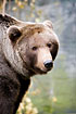 Brown Bear (captive animal)