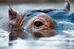 Photo ofHippopotamus (Hippopotamus amphibius). Photographer: 