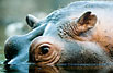 Hippopotamus (captive animal)