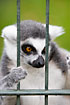 Ring-tailed Lemur in a cage (captivity)