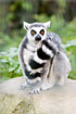 Foto af Ring-hale lemur (Lemur catta). Fotograf: 