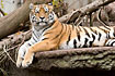 Siberian Tiger(captive animal)